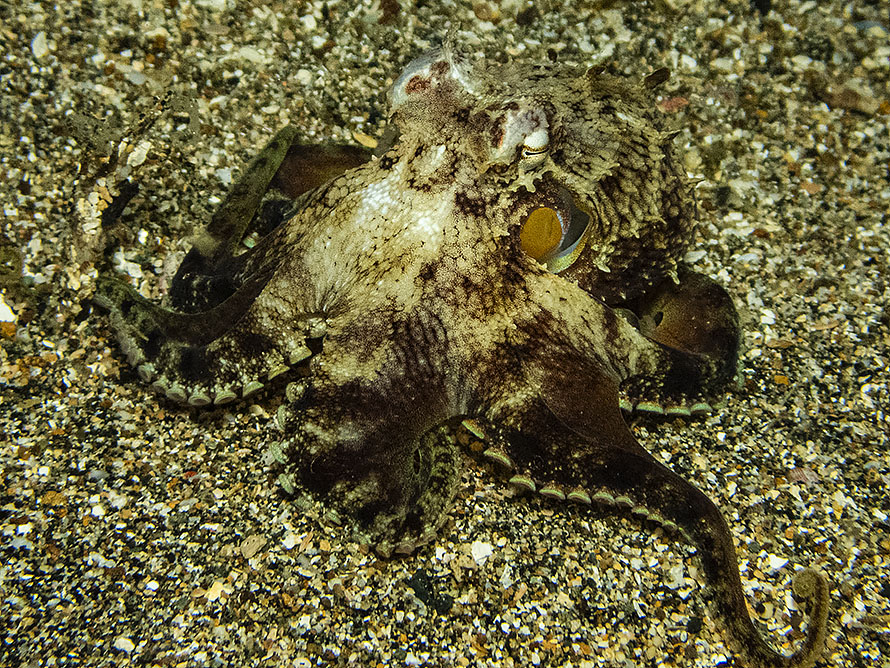 Amphioctopus marginatus